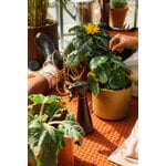 Fiskars Plant mister spray bottle, 0,3 L, black - orange, decoration image