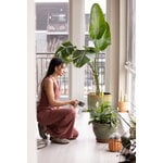Fiskars Arrosoir Plant Care mist and pour, vert - transparent, image décorative