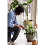Fiskars Plant Care watering carafe, green - clear, decoration image