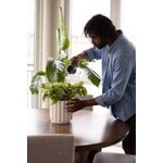 Fiskars Plant Care watering carafe, green - clear, decoration image