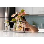 Fiskars Plant Care propagation station, green - black - clear, decoration image