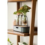 Fiskars Plant Care propagation station, green - black - clear, decoration image