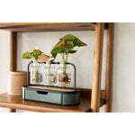 Fiskars Plant Care propagation station, green - black - clear, decoration image