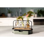 Fiskars Plant Care propagation station, green - black - clear, decoration image