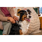 Fiskars Fiskars blending scissors for pets, decoration image