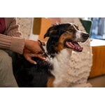 Fiskars Fiskars blending scissors for pets, decoration image