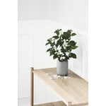 Gejst Sceene bookcase A, light oak, decoration image