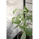 Eva Solo Grigliato per fioriera Simply Grow, nero, immagine decorativa