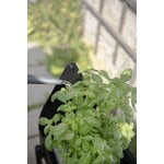 Eva Solo Simply Grow minikasvihuone jalustalla, 80 x 33 cm, musta, sisustuskuva