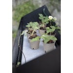 Eva Solo Vaso con supporto Simply Grow, 80 x 33 cm, nero, immagine decorativa