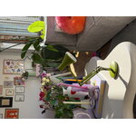 Anglepoise 90 Mini Mini desk lamp, avocado green, decoration image