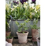 Bergs Potter Københavner flowerpot with saucer, 10 cm, 3-pack giftbox, raw rosa, decoration image
