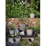 Bergs Potter Københavner Blumentopf mit Untersetzer, 10 cm, 3er-Geschenkbox, rohgrau, dekorationsbild
