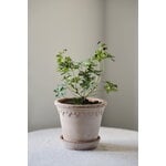 Bergs Potter Københavner flowerpot with saucer, 10 cm, 3-pack giftbox, raw rosa, decoration image