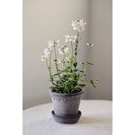 Bergs Potter Københavner Blumentopf mit Untersetzer, 10 cm, 3er-Geschenkbox, rohgrau, dekorationsbild