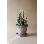 Bergs Potter Københavner Blumentopf mit Untersetzer, 10 cm, 3er-Geschenkbox, rohgrau, dekorationsbild