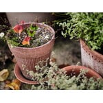 Bergs Potter Simona Blumentopf mit Untersetzer, Raw Rosa, dekorationsbild