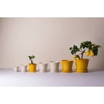 Bergs Potter Københavner maceta con plato, gres esmaltado color arena, imagen de decoración