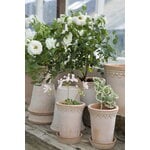 Bergs Potter Københavner Blumentopf mit Untersetzer, Raw Rosa, dekorationsbild