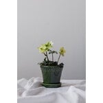 Bergs Potter Københavner pot de fleurs avec soucoupe, émeraude émaillée, image décorative