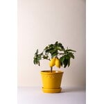 Bergs Potter Københavner kukkaruukku alusella, lasitettu amber yellow, sisustuskuva