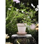 Bergs Potter Simona Blumentopf mit Untersetzer, Raw Rosa, dekorationsbild
