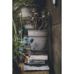 Bergs Potter Simona Blumentopf mit Untersetzer, rohgrau, dekorationsbild