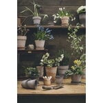 Bergs Potter Simona Blumentopf mit Untersetzer, rohgrau, dekorationsbild