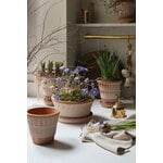 Bergs Potter Atlas Blumentopf mit Untersetzer, Raw Rosa, dekorationsbild
