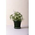 Bergs Potter Københavner pot de fleurs avec soucoupe, émeraude émaillée, image décorative