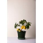 Bergs Potter Københavner pot de fleurs avec soucoupe, émeraude émaillée, image décorative