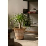 Bergs Potter Atlas Blumentopf mit Untersetzer, Raw Rosa, dekorationsbild
