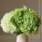 Botané Green Hydrangea ramo, vista 2