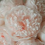 Botané Mini Peony ramo, rosa claro, vista 4