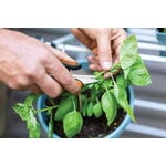 Fiskars Solid herb snip SP220, decoration image