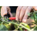 Fiskars Solid herb snip SP220, decoration image