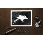 Teemu Järvi Illustrations Flying Squirrel poster, 40 x 30 cm, decoration image