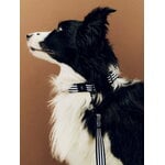 HAY HAY Dogs collar, flat, M-L, stripe, blue - white, decoration image