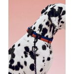 HAY Collare HAY Dogs, piatto, M-L, rosso - blu, immagine decorativa