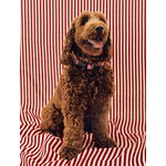 HAY HAY Dogs collar, flat, M-L, stripe, red - white, decoration image