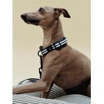 HAY HAY Dogs collar, flat, S-M, stripe, blue - white, decoration image