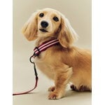HAY HAY Dogs collar, flat, S-M, stripe, red - white, decoration image
