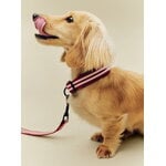 HAY HAY Dogs collar, flat, S-M, stripe, red - white, decoration image