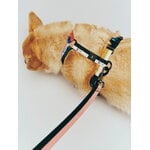 HAY Guinzaglio HAY Dogs, M, multicolore, immagine decorativa