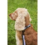 HAY HAY Dogs Hundehalsband, glatt, M-L, Lavendelfarben - Grün