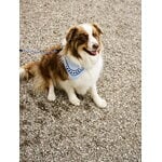 HAY HAY Dogs scarf, 55 x 55 cm, ljusblå