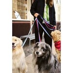 HAY HAY dogs leash, flat, M-L, lavender - green
