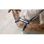 Masimalo Colour Block leash, navy - grandala blue, decoration image