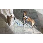 Masimalo Colour Block leash, navy - grandala blue, decoration image