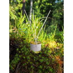 Metsä/Skogen Uni scent diffuser, 100 ml, decoration image